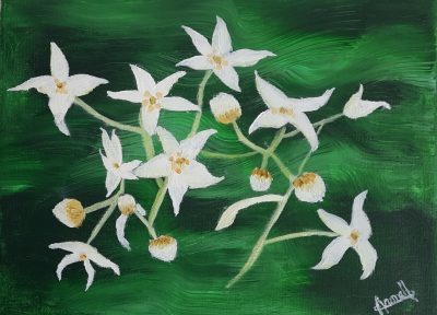 Fleur de garance